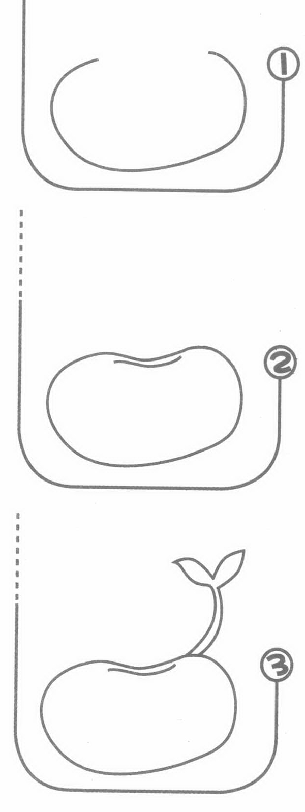 豆芽简笔画