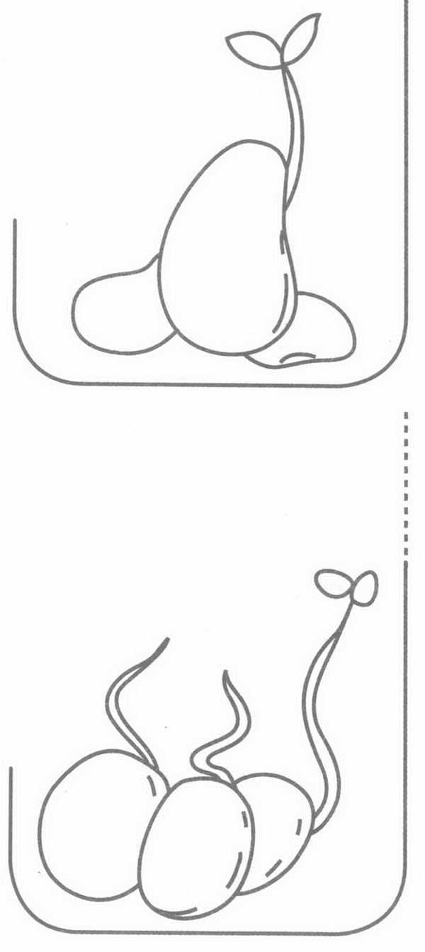 豆芽简笔画