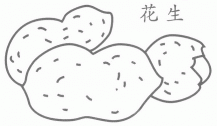 花生简笔画图解步骤教程