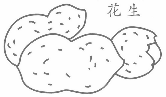 花生简笔画