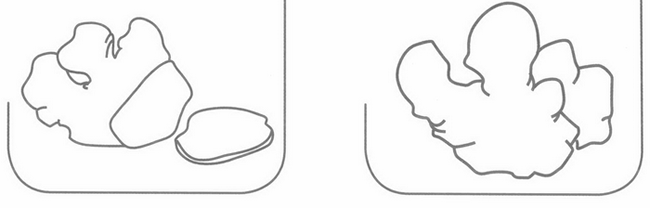 生姜简笔画