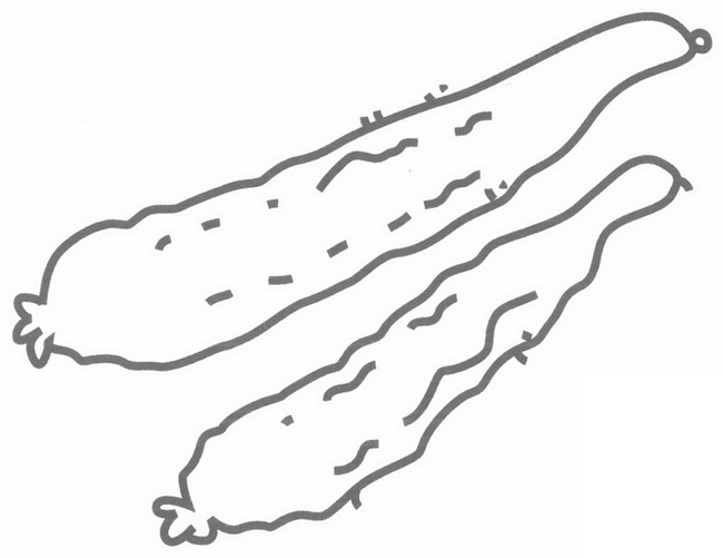 黄瓜简笔画