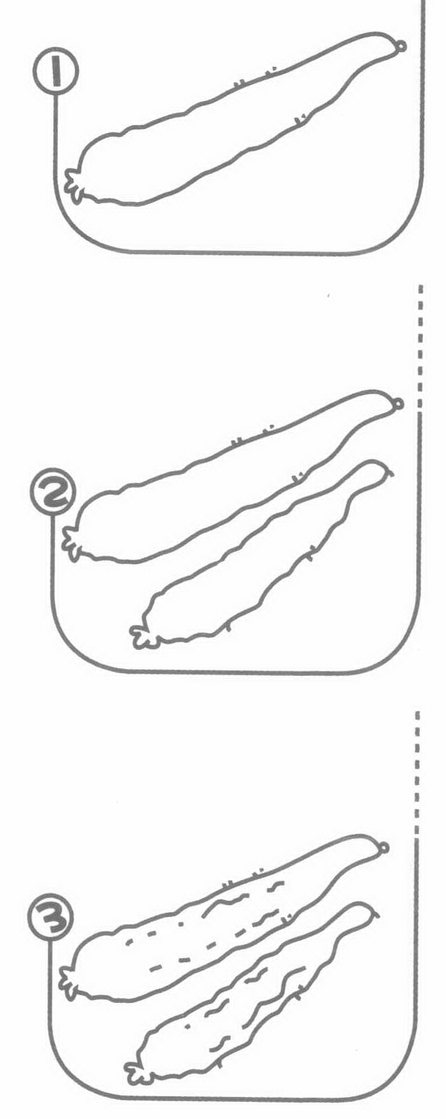 黄瓜简笔画
