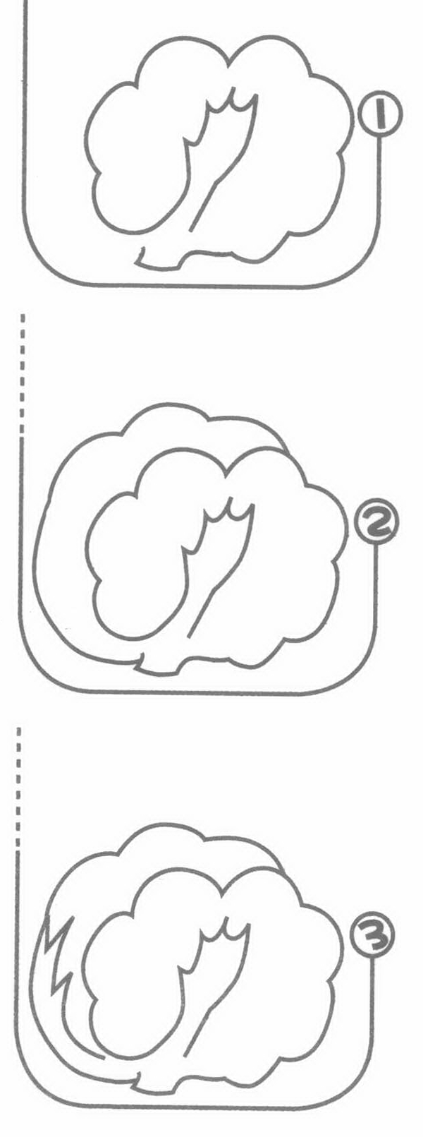 卷心菜简笔画