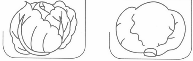 卷心菜简笔画
