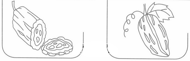 苦瓜简笔画