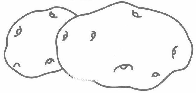 马铃薯简笔画