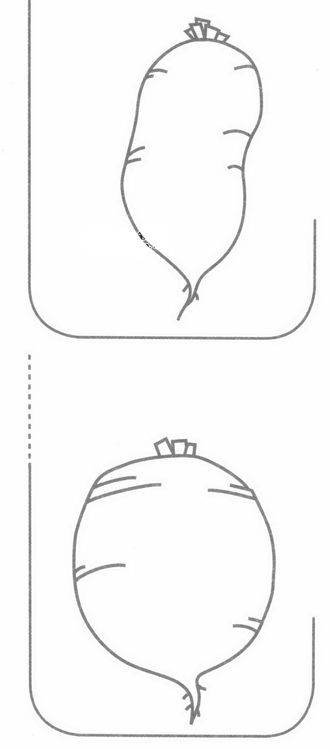 萝卜简笔画