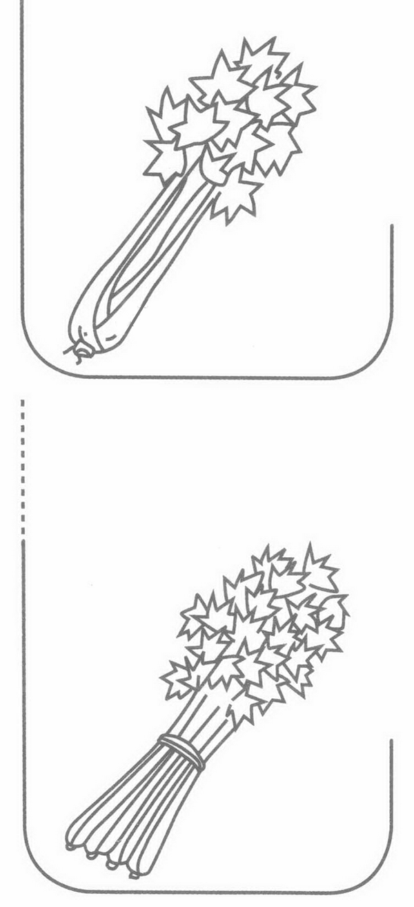 芹菜简笔画