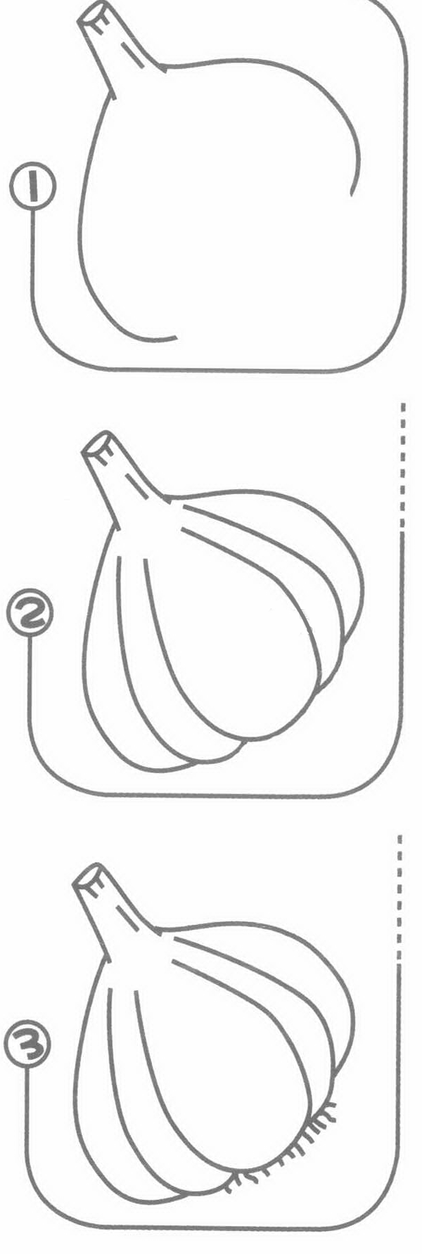 大蒜头简笔画