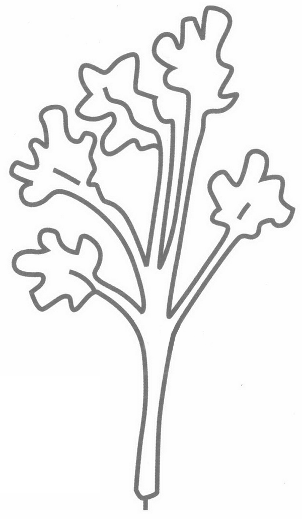香菜简笔画