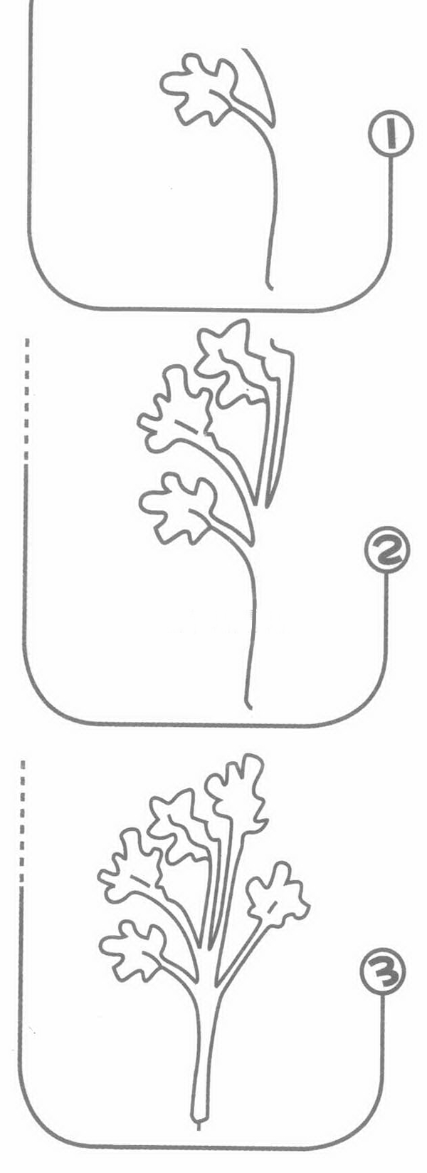 香菜简笔画