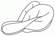 油菜的简笔画图片大全