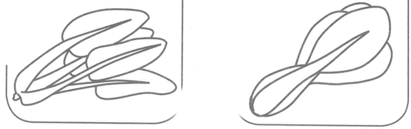 油菜简笔画