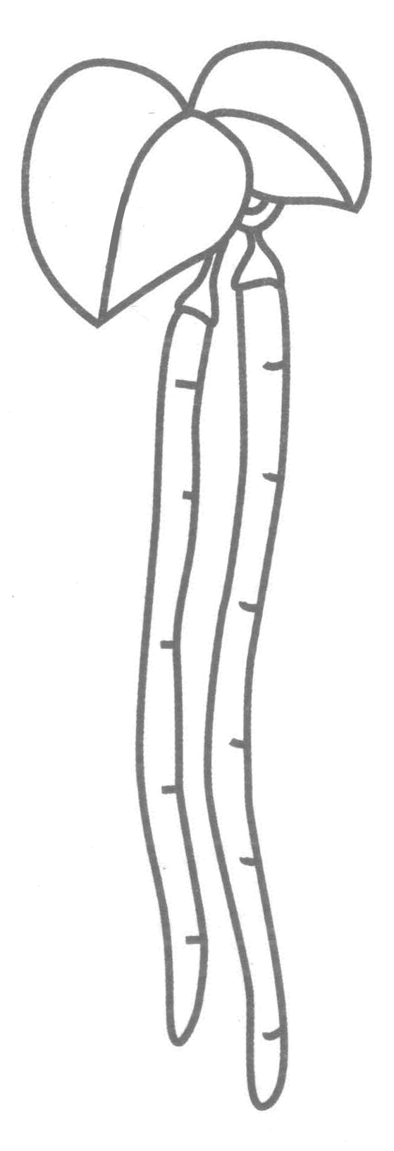 长豆角简笔画