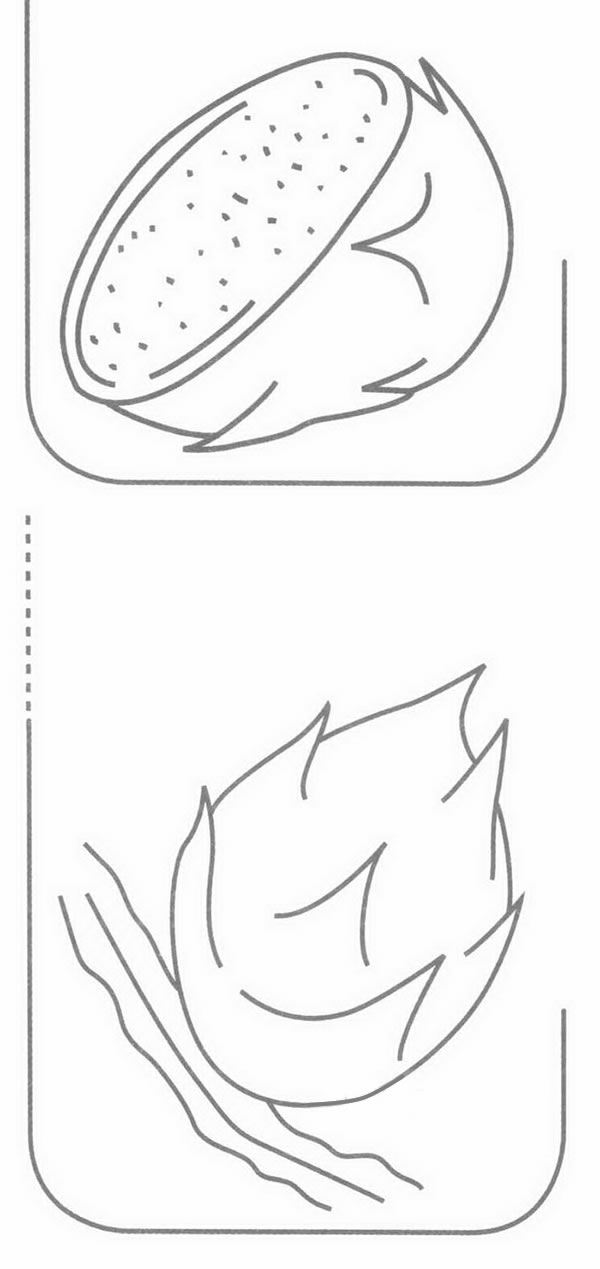 火龙果简笔画