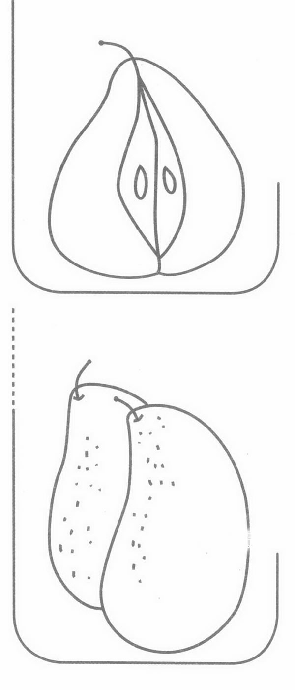 梨简笔画