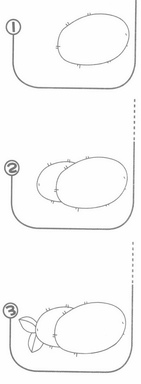 猕猴桃简笔画