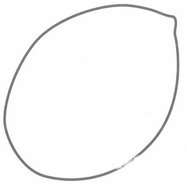 柠檬简笔画