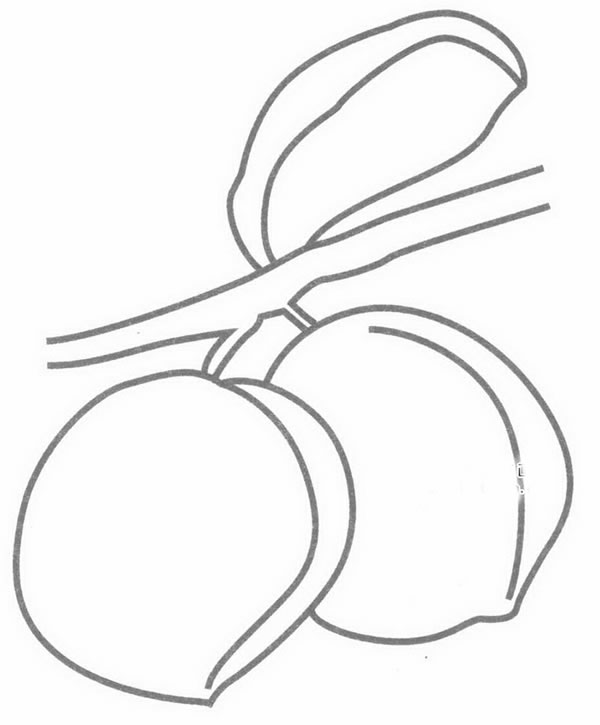 青梅简笔画