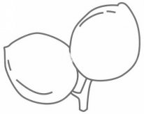 杏简笔画图片