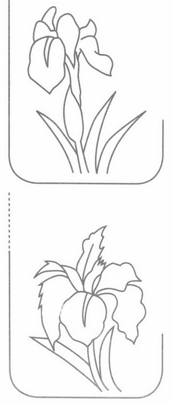 菖蒲简笔画