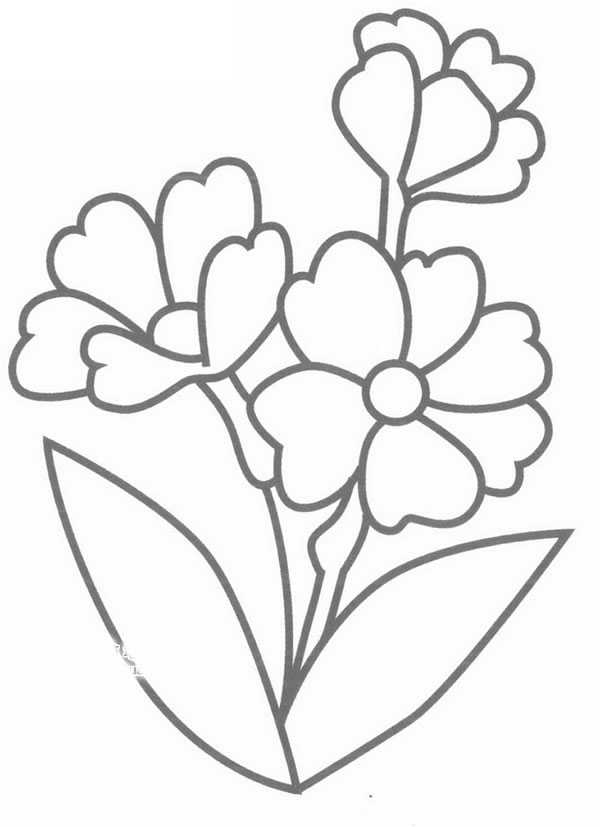 报春花简笔画