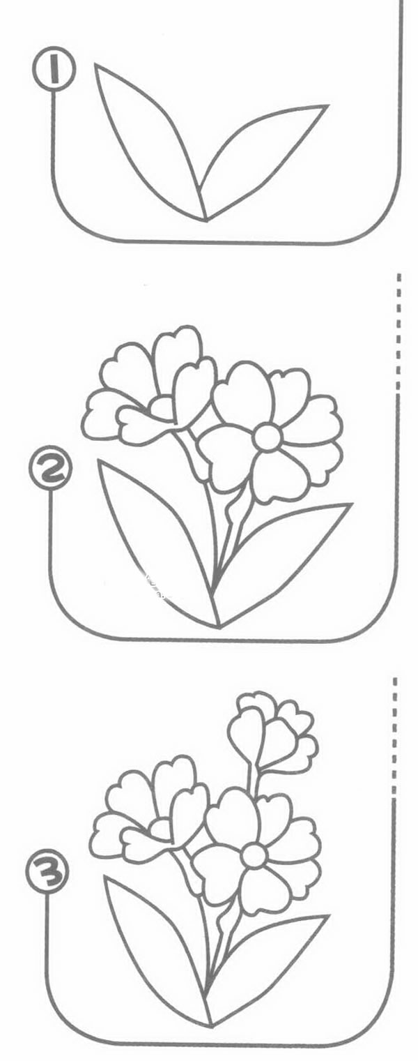 报春花简笔画