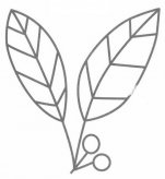 冬青简笔画图片大全