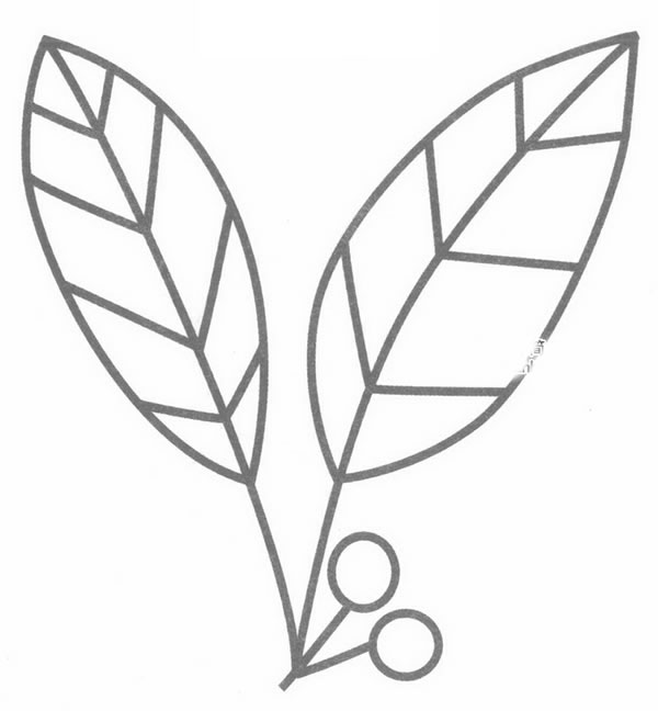 冬青简笔画