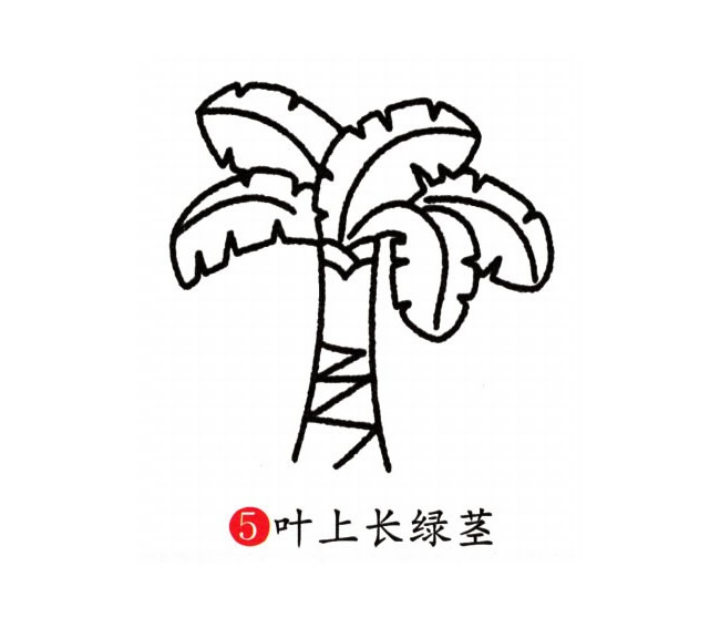 芭蕉树简笔画彩色图片