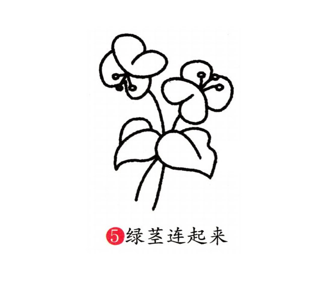 蝴蝶兰简笔画彩色图片