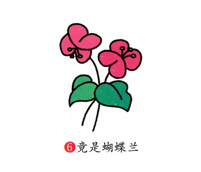 蝴蝶兰简笔画彩色图片