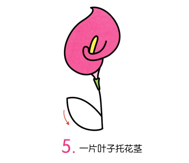 马蹄莲简笔画彩色图片
