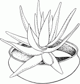 花盆里的芦荟简笔画图片