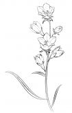 吊钟花简笔画图片