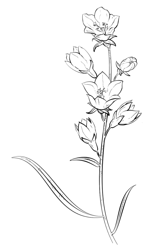 吊钟花简笔画图片