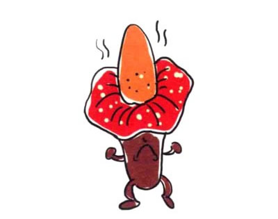 大王花简笔画图片