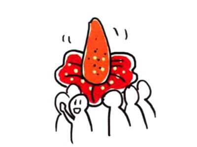 大王花简笔画图片