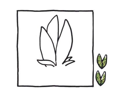 虎皮兰简笔画图片