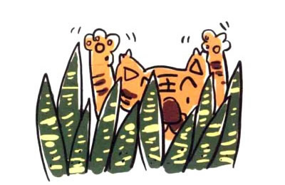 虎皮兰简笔画图片
