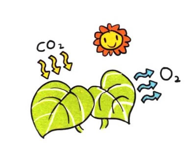四步画出心形网纹草简笔画图片