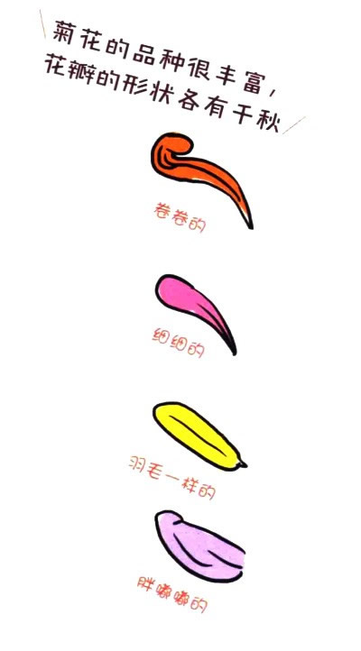 四步画出菊花简笔画图片