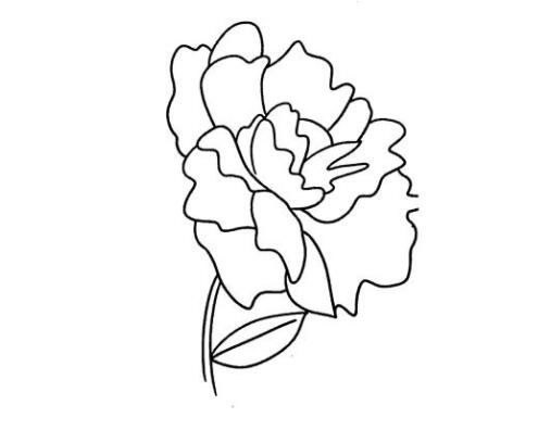 牡丹花简笔画