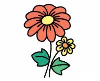 菊花简笔画彩色图片