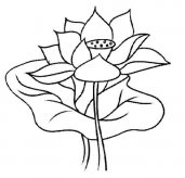手绘荷叶荷花素描铅笔画