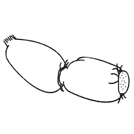 莲藕简笔画图片