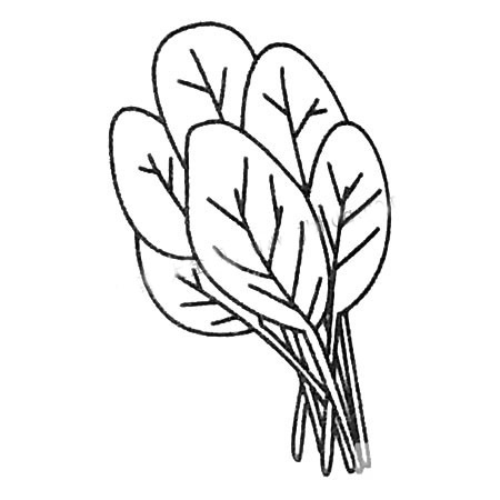 菠菜简笔画大全及画法步骤