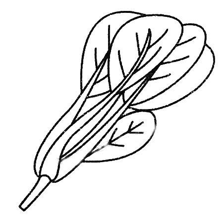菠菜简笔画大全及画法步骤