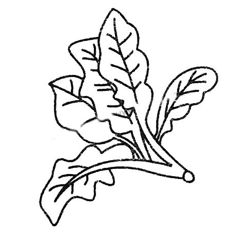 菠菜简笔画大全及画法步骤
